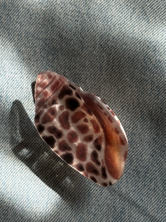 Conch Shell Hair Claw Clip (Two Colors)